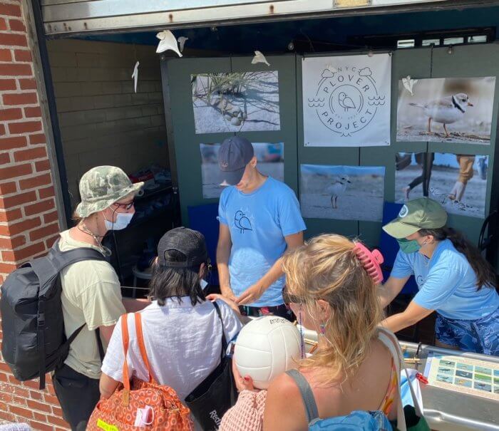 NYC Plover Project protects birds in the Rockaways