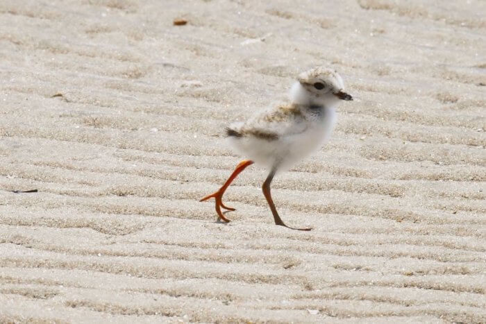 NYC Plover Project protects birds in the Rockaways