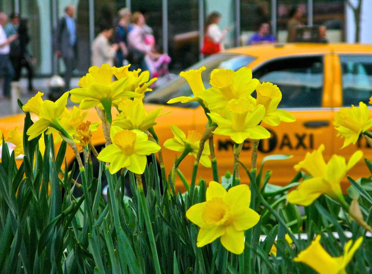 Daffodil Project