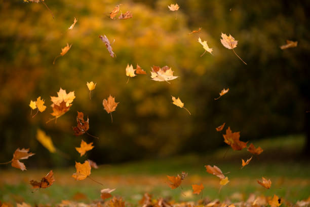 fall