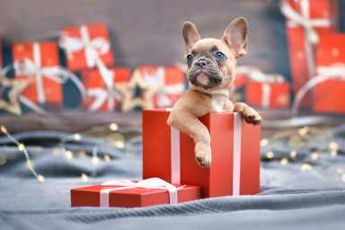 holiday gift