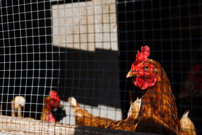 hens