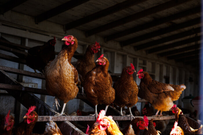hens