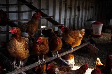 hens