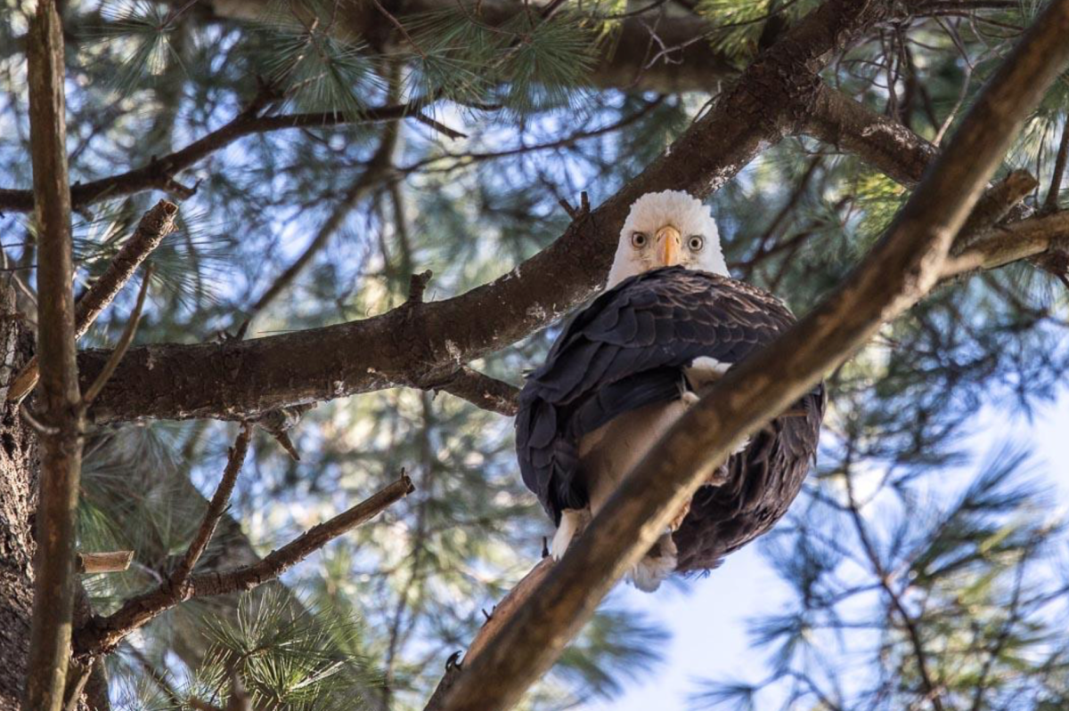 eagle