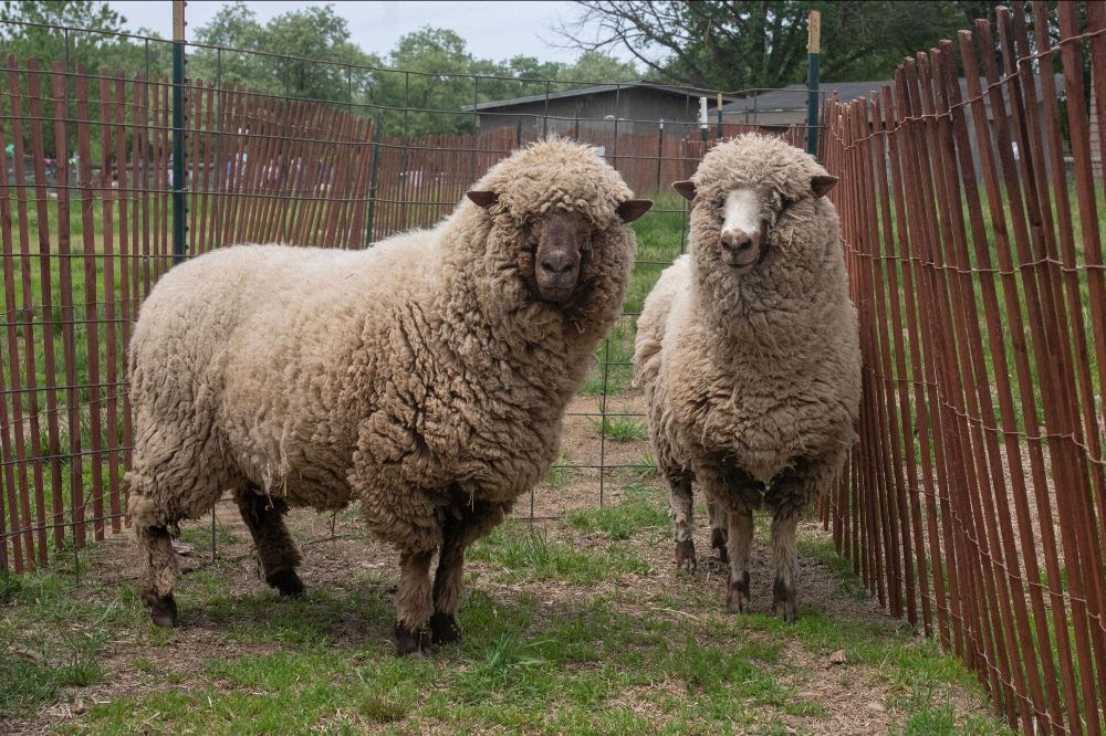sheep