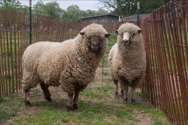 sheep