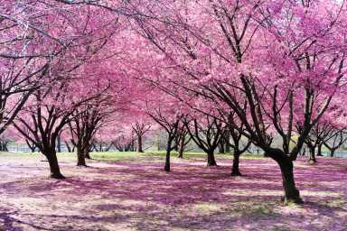 cherry blossoms