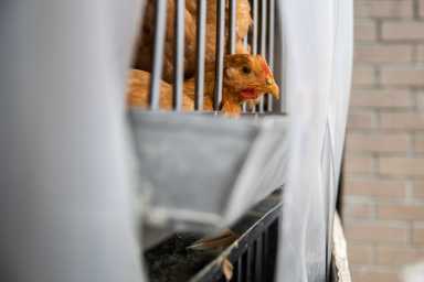Avian flu