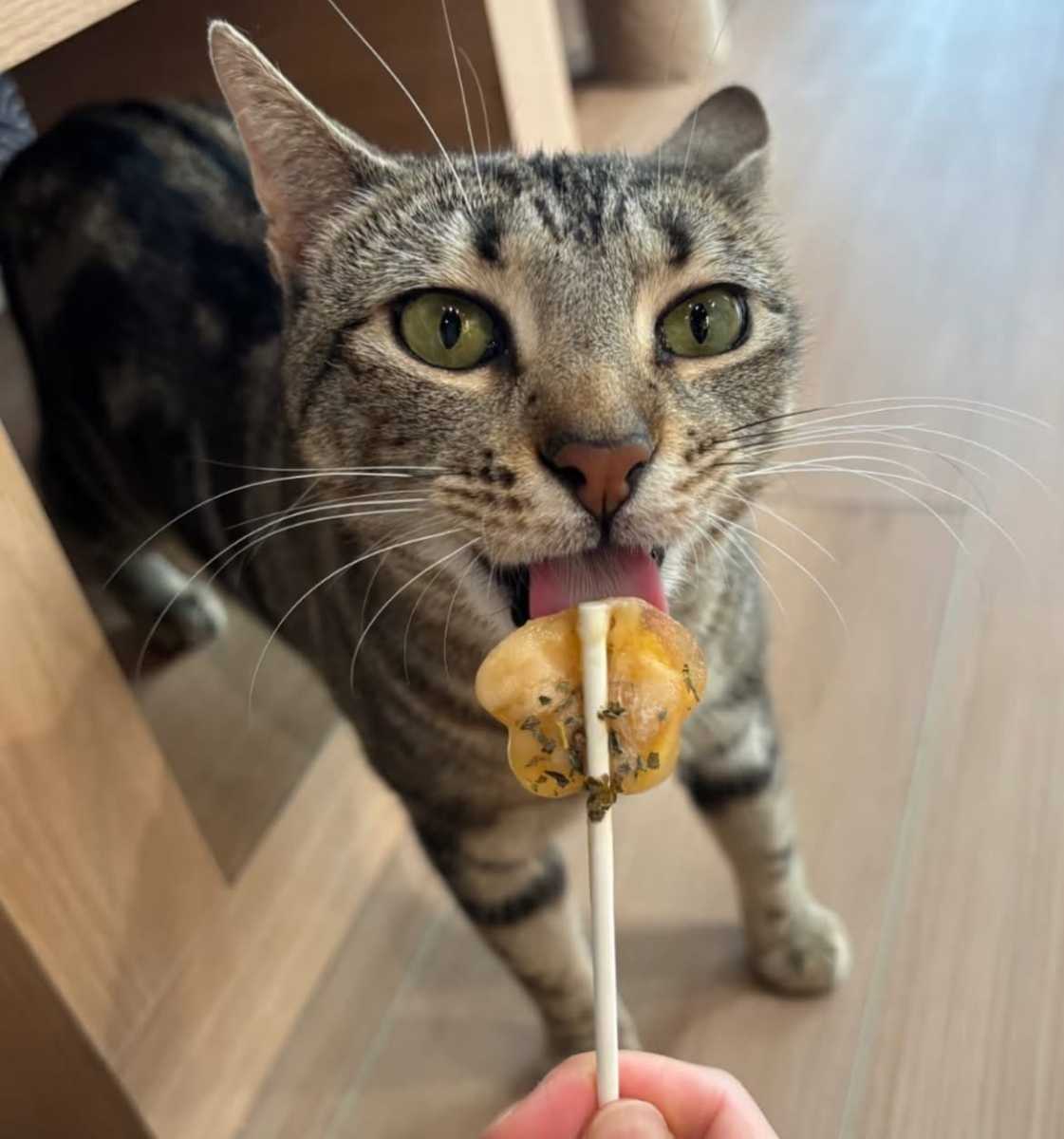 Grayson, one of the rescue cats