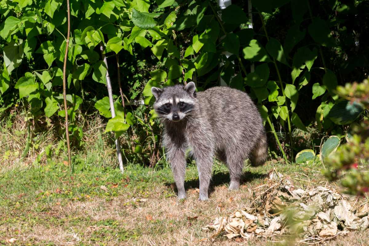 rabies
