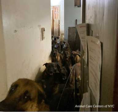 dogs