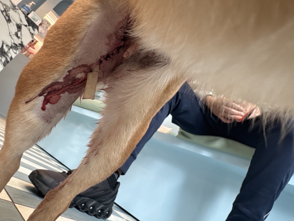 Samuel Gutierrez's dog Stella suffered a long gash on her leg after an attack. Photo courtesy of Samuel Gutierrez.