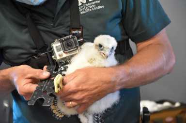 FalconBabies3_5575b6