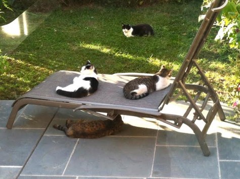 missing-cats-475×3542-1